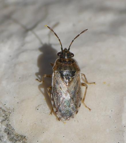 Réf. 227 150 : Platyplax inermis